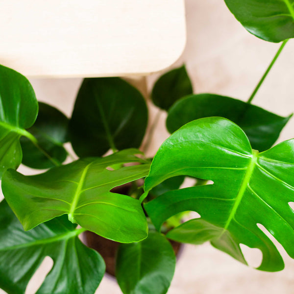 Monstera deliciosa  pielgnacja  Plants For Humans