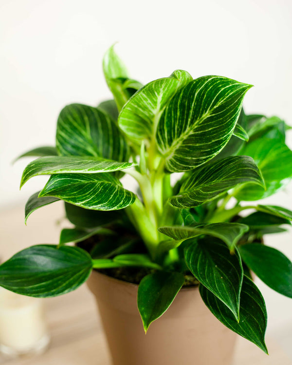 Philodendron 'White Wave' - pielęgnacja