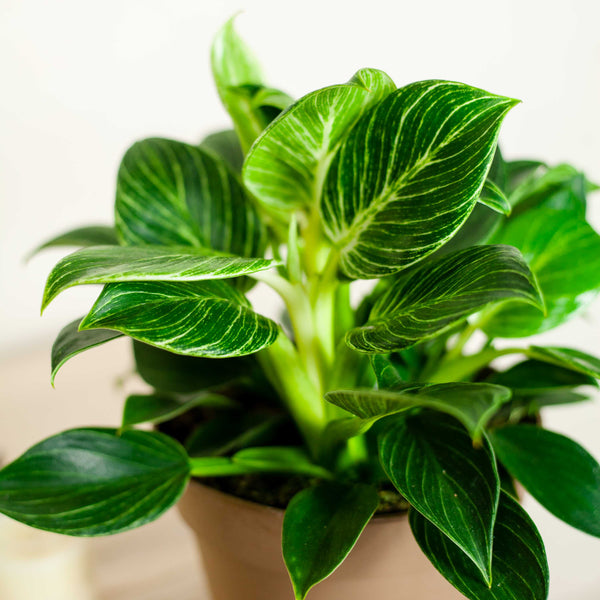Philodendron 'White Wave' - pielgnacja  Plants For Humans