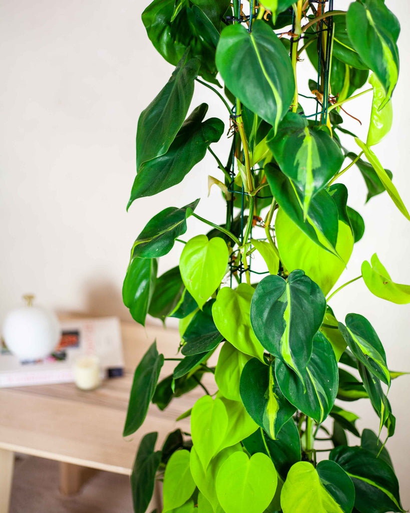 philodendron martianum engl Philodendron Martianum – Greenspaces.id main image 1