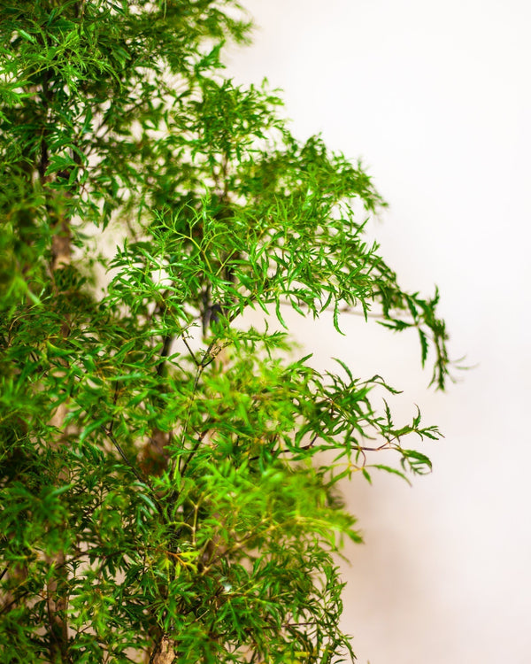 Polyscias fruticosa - pielęgnacja