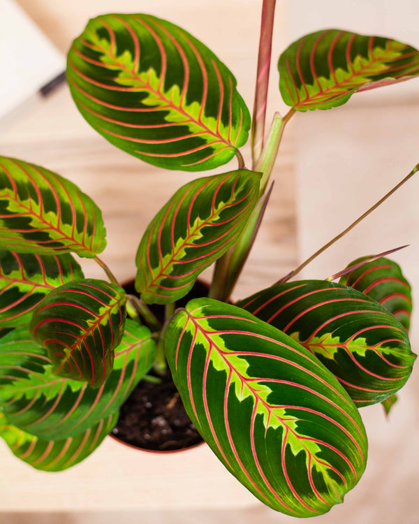 Maranta leuconeura 'Fascinator' — pielęgnacja