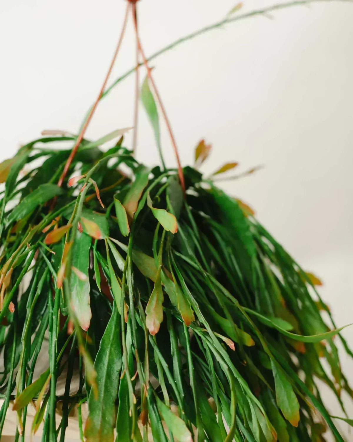Strelicja nicolai  Jak o ni dba?  Plants For Humans