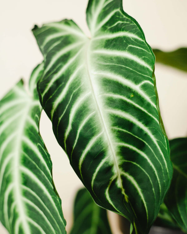 Caladium lindenii – jak dbać o tę dekoracyjną roślinę?