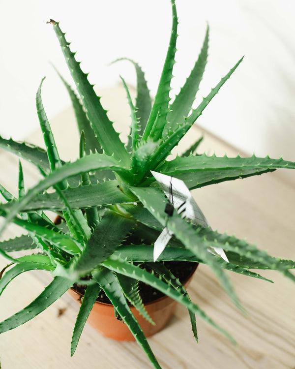 Aloe arborescens — jak dbać o aloes drzewiasty?