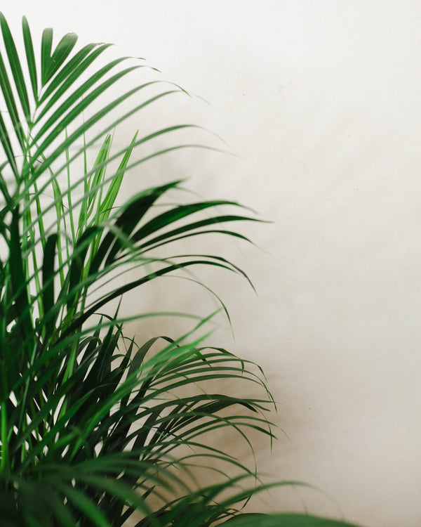 Dypsis lutescens | Areca — pielęgnacja