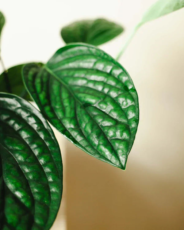 Epipremnum pinnatum 'Marble Planet' - pielęgnacja