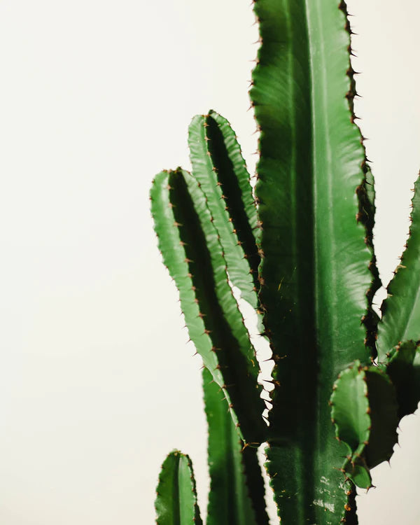 Euphorbia erytrea — pielęgnacja