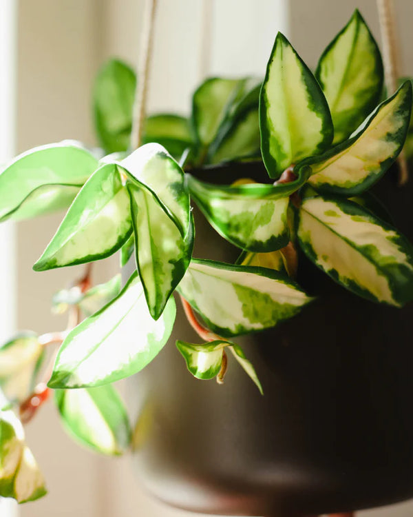 Hoya carnosa 'Tricolor' - pielęgnacja