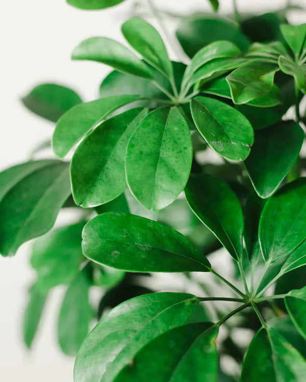 Schefflera arboricola - pielęgnacja