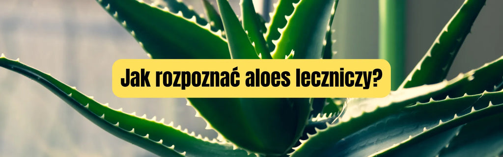 Jak rozpozna aloes lecznicy - podpowiadamy!  Plants For Humans
