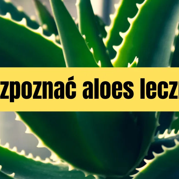 Jak rozpozna aloes lecznicy - podpowiadamy!  Plants For Humans