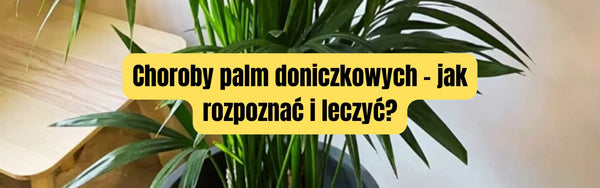 Choroby palm doniczkowych - jak rozpoznać i leczyć?