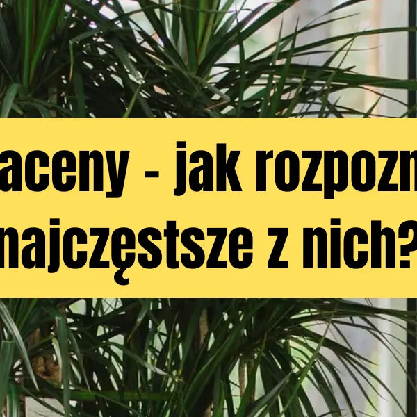 Choroby draceny - jak rozpozna i leczy ich najczstsze problemy?  Plants  For Humans