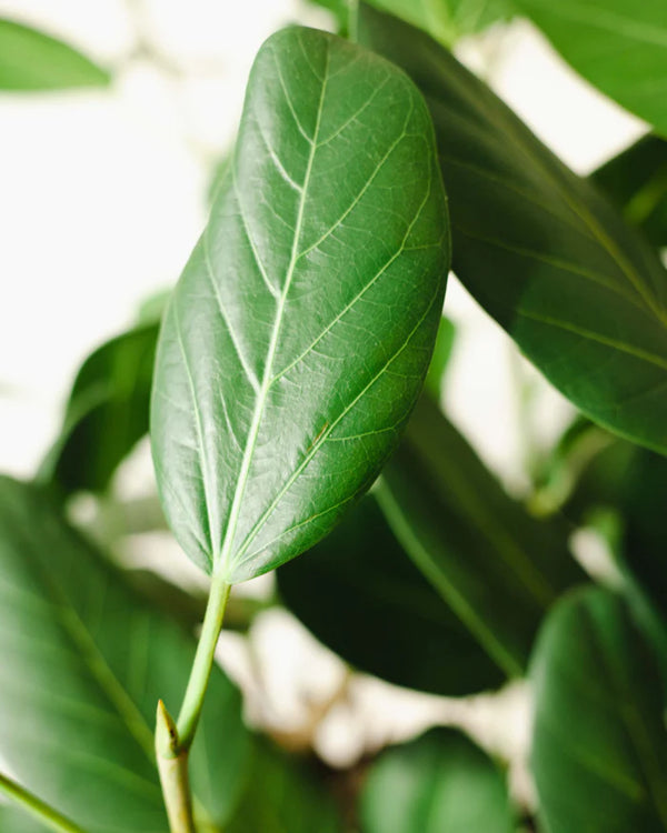 Ficus benghalensis 'Audrey'-pielęgnacja