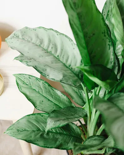 Aglaonema – roślina, która przetrwa więcej, niż myślisz