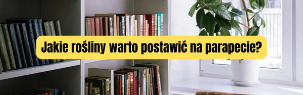 Jak dobrać rośliny na parapet – południowy, wschodni, zachodni i północny?