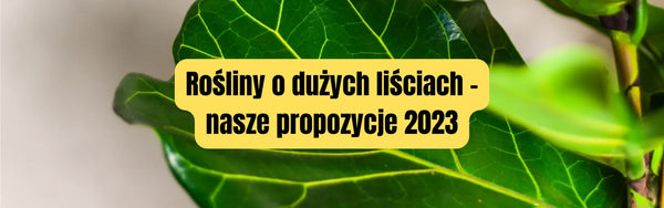 Rośliny o dużych liściach - nasze propozycje 2023
