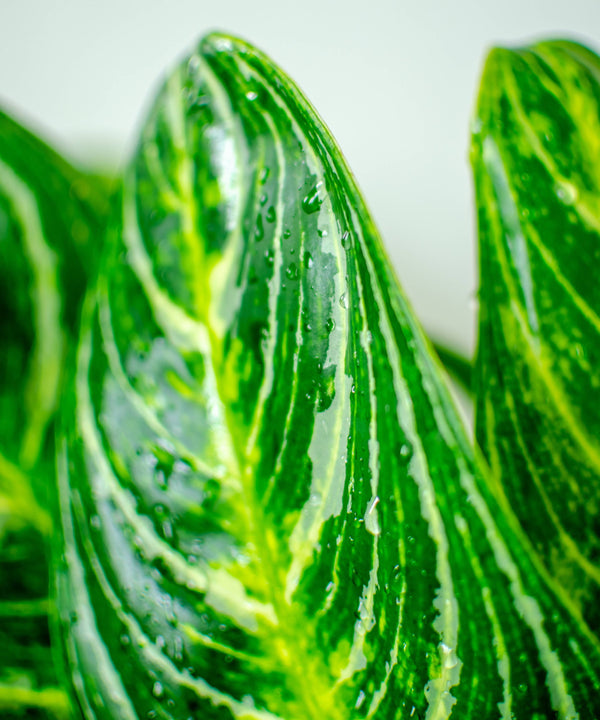 Aglaonema - pielęgnacja