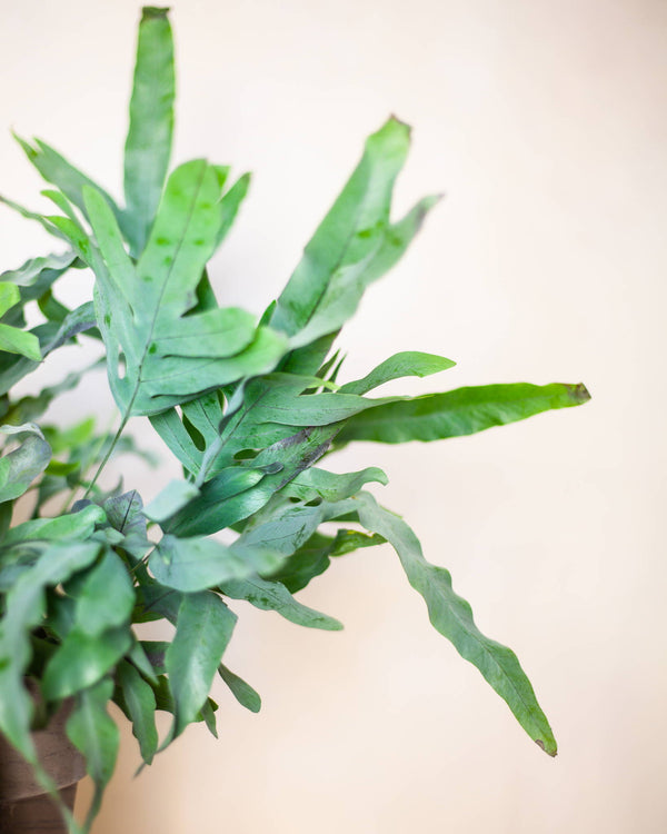 Phlebodium aureum 'Blue Star' (Flebodium) - pielęgnacja