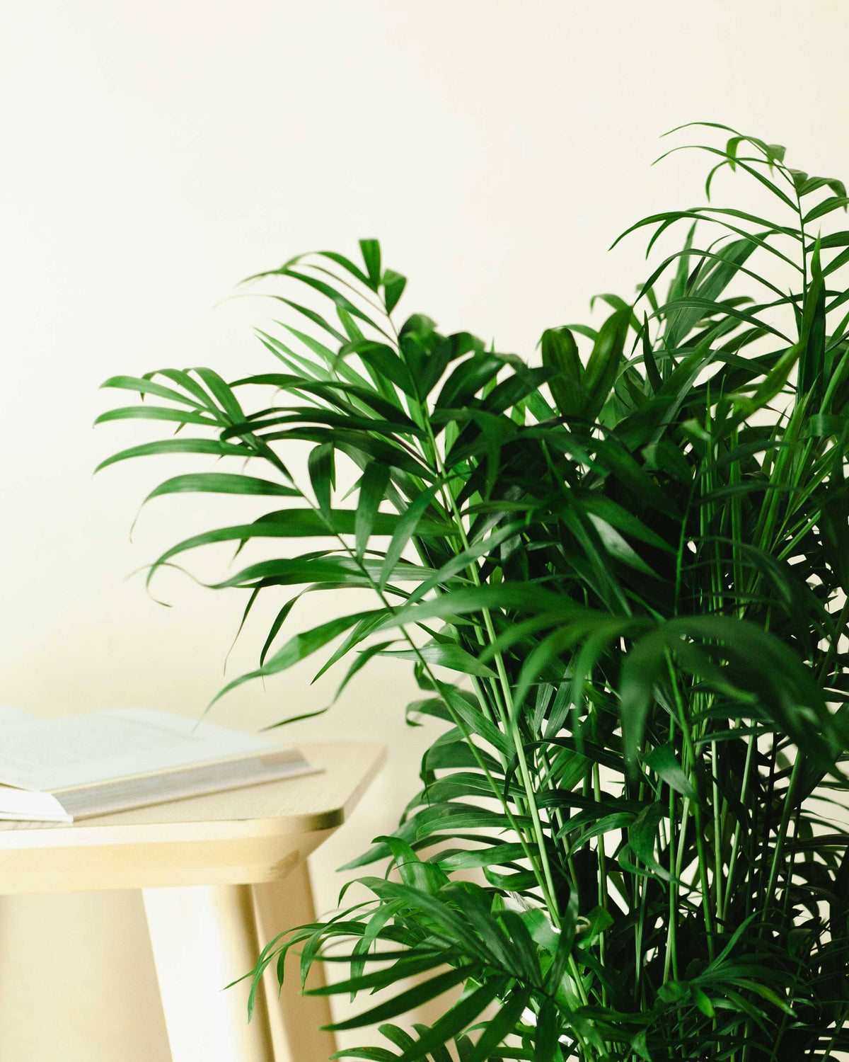 Dlaczego licie mojej monstery kn?  Plants For Humans