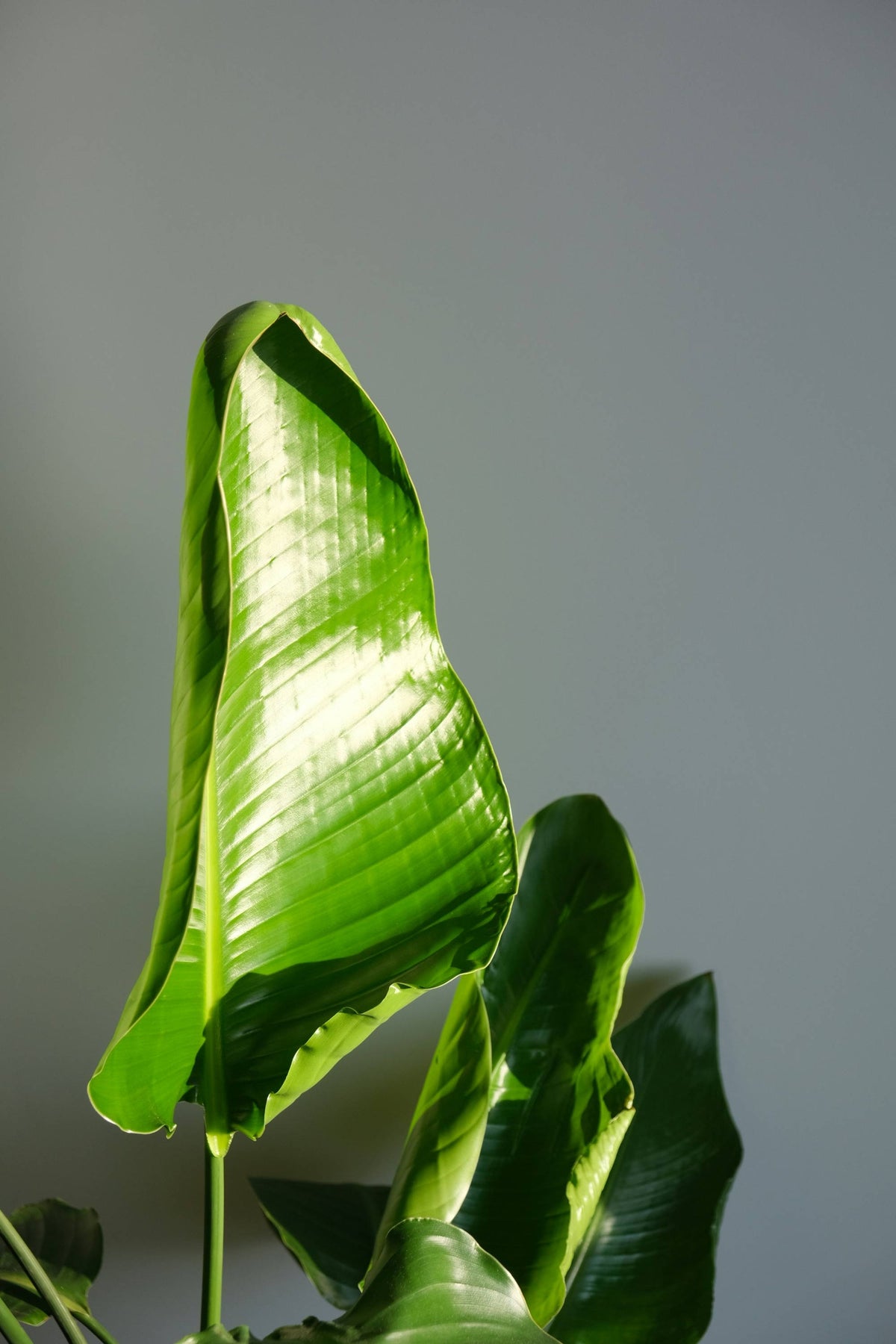 standort monstera monkey leaf Monstera Monkey Leaf | 25 cm main image 0