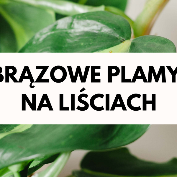 Brzowe plamy na liciach - przyczyny i sposoby zapobiegania  Plants For  Humans