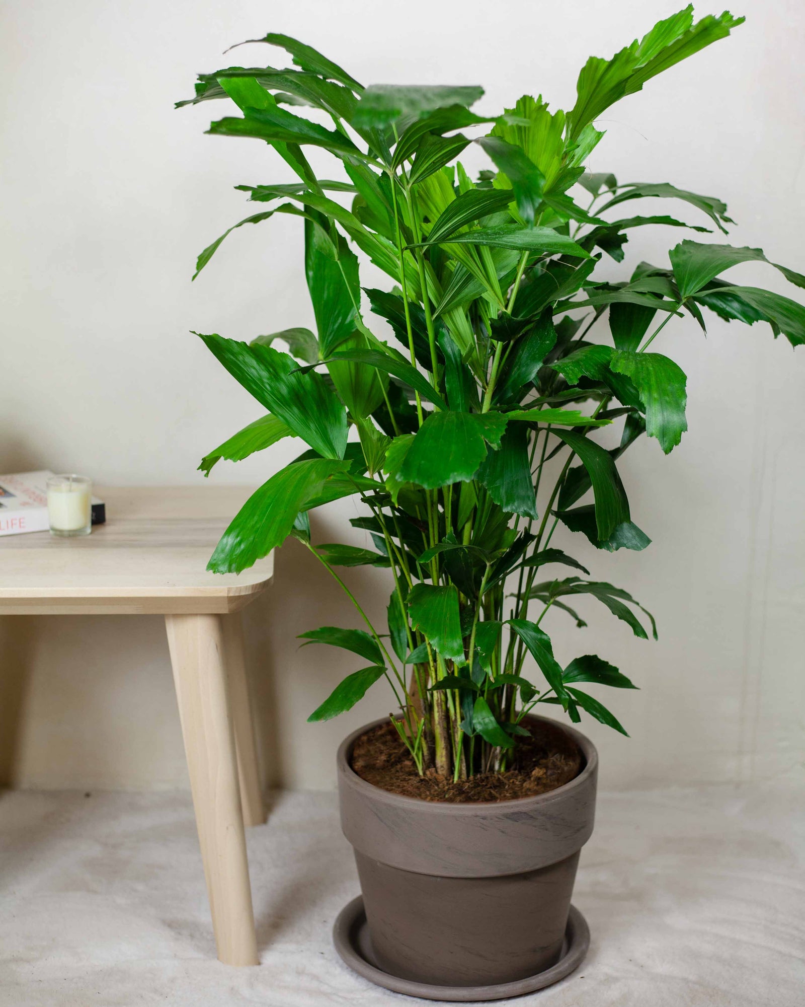Caryota-mitis-plantsforhumans-