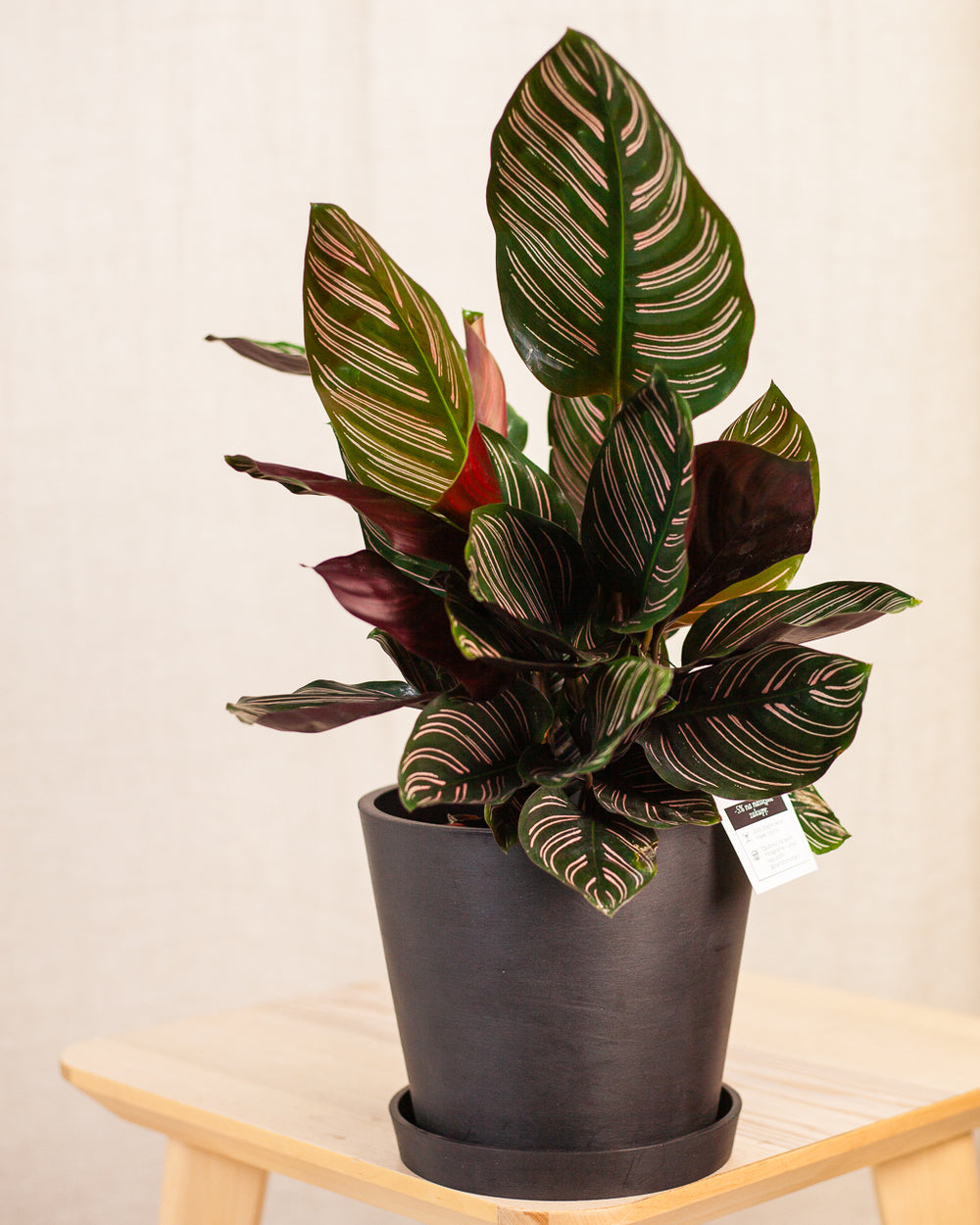 Kalatea ornata 'Sanderiana' (Calathea 'Sanderiana')