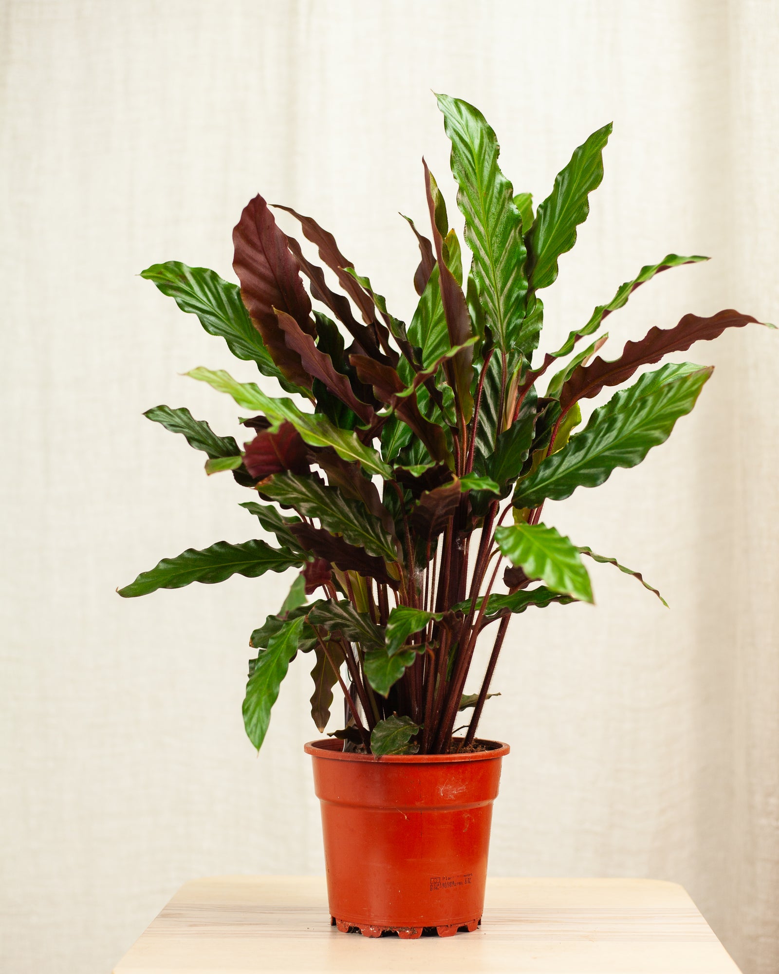 Kalatea rufibarba 50-60cm