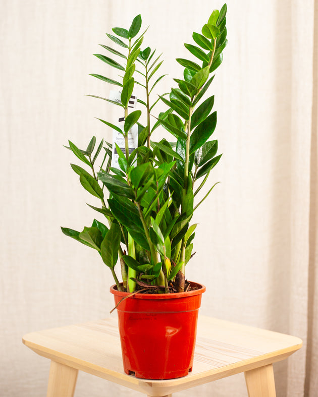 Zamioculcas