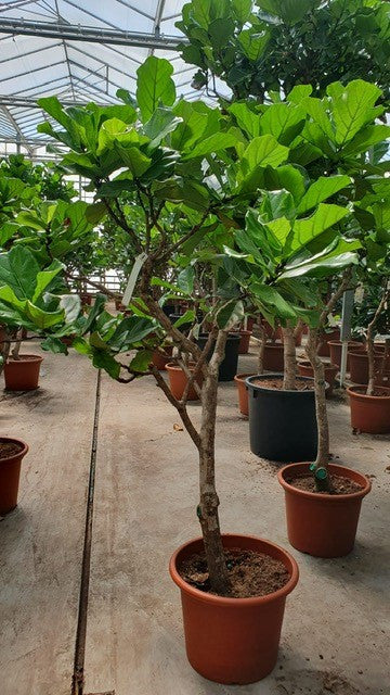 Kuba z Kamerunu - drzewo na jednym pniu 4XL