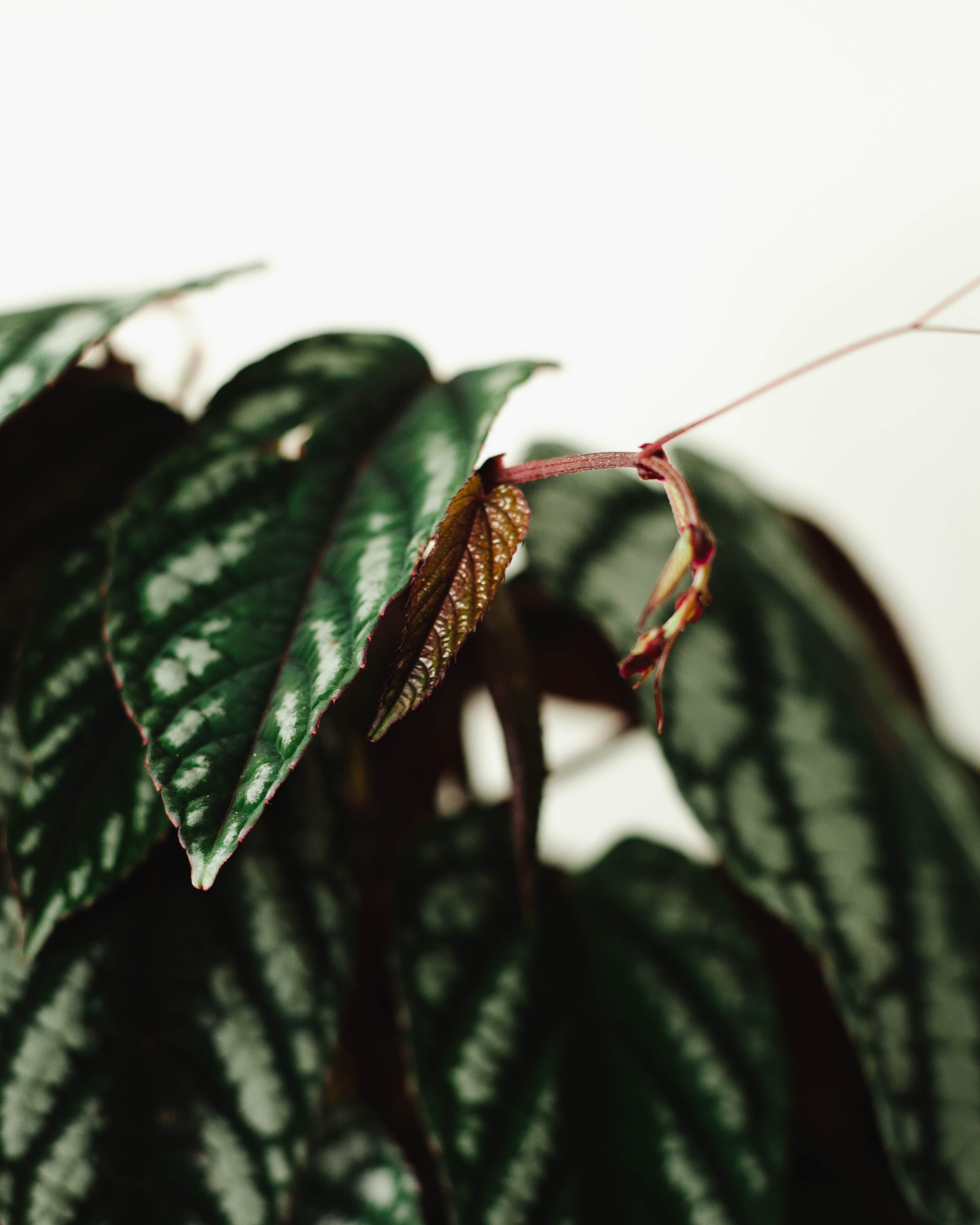 🌱 Cissus discolor XL | Plants For Humans