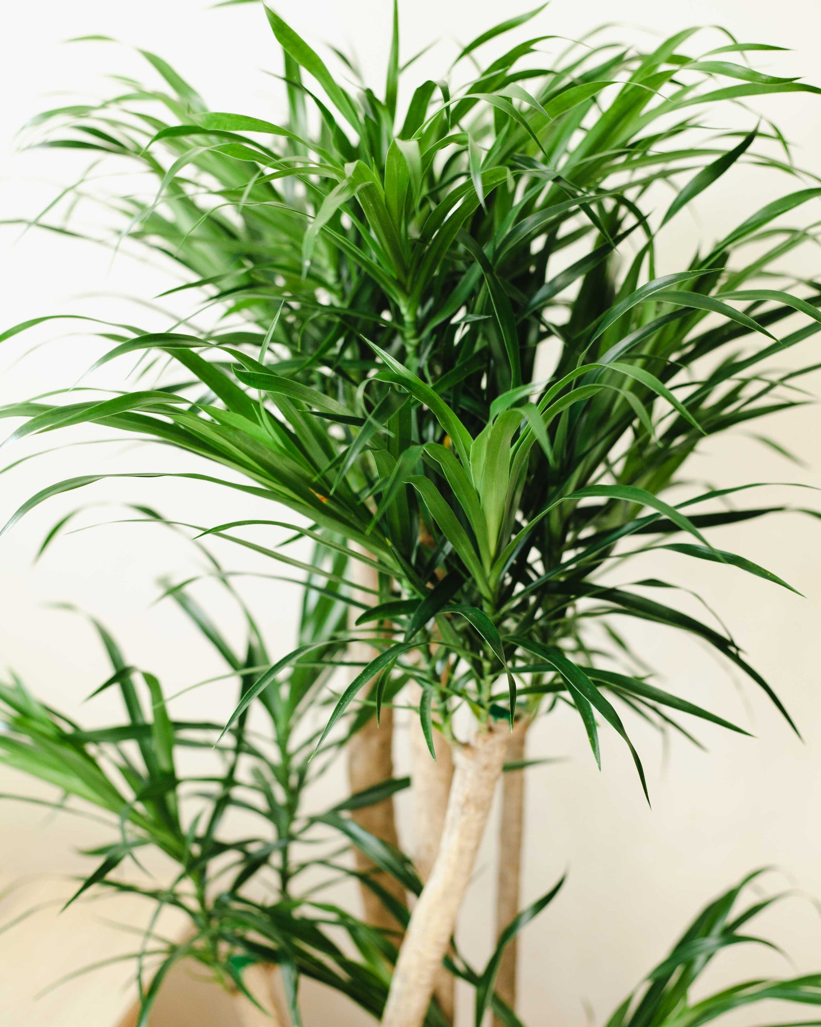 🌱 Dracena (Dracaena reflexa 'Anita') XL