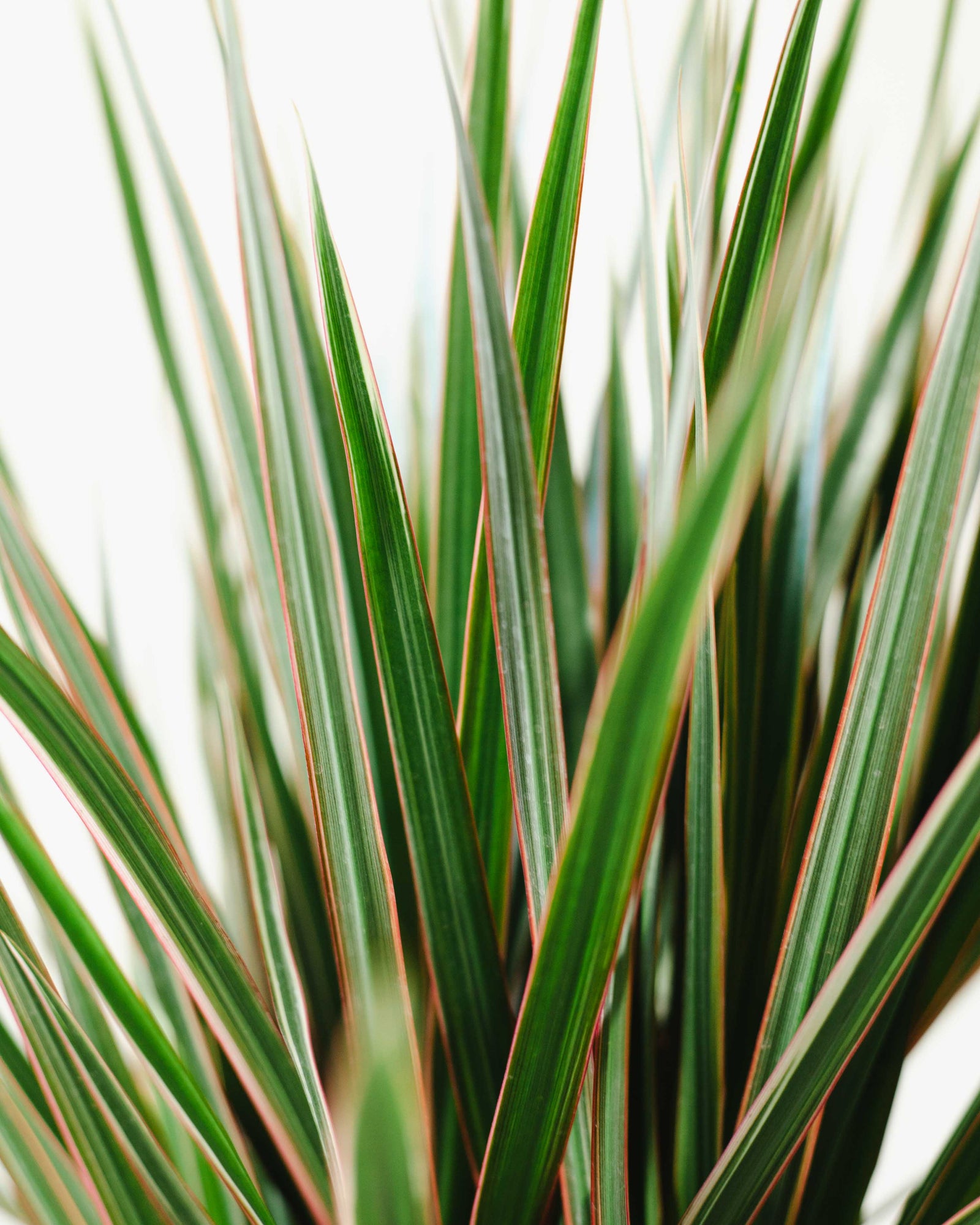 🌱 Dracena (Dracaena marginata 'Bicolor') XXL