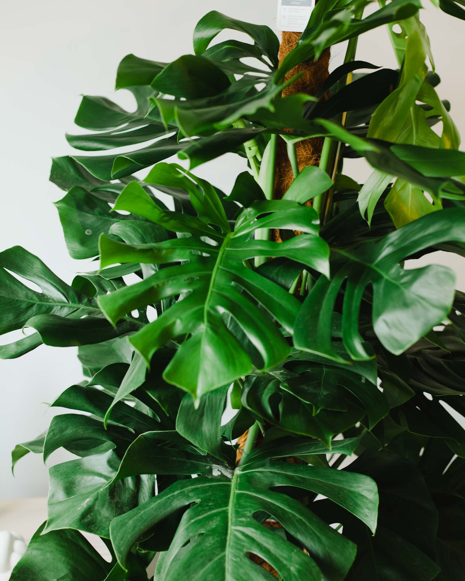 Monstera dziurawa (Monstera deliciosa) XL | Plants For Humans