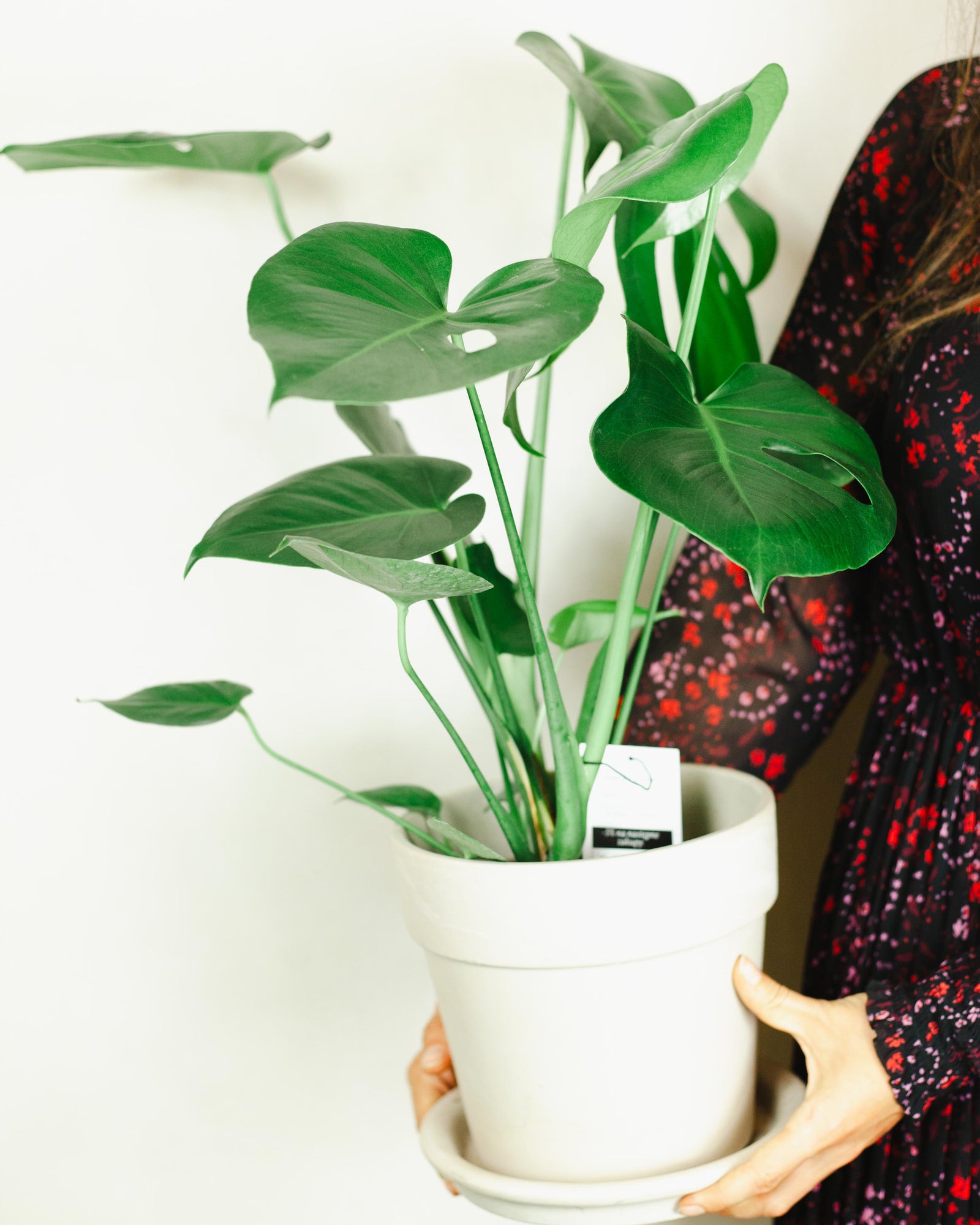 Monstera deliciosa | Wiele rozmiarów