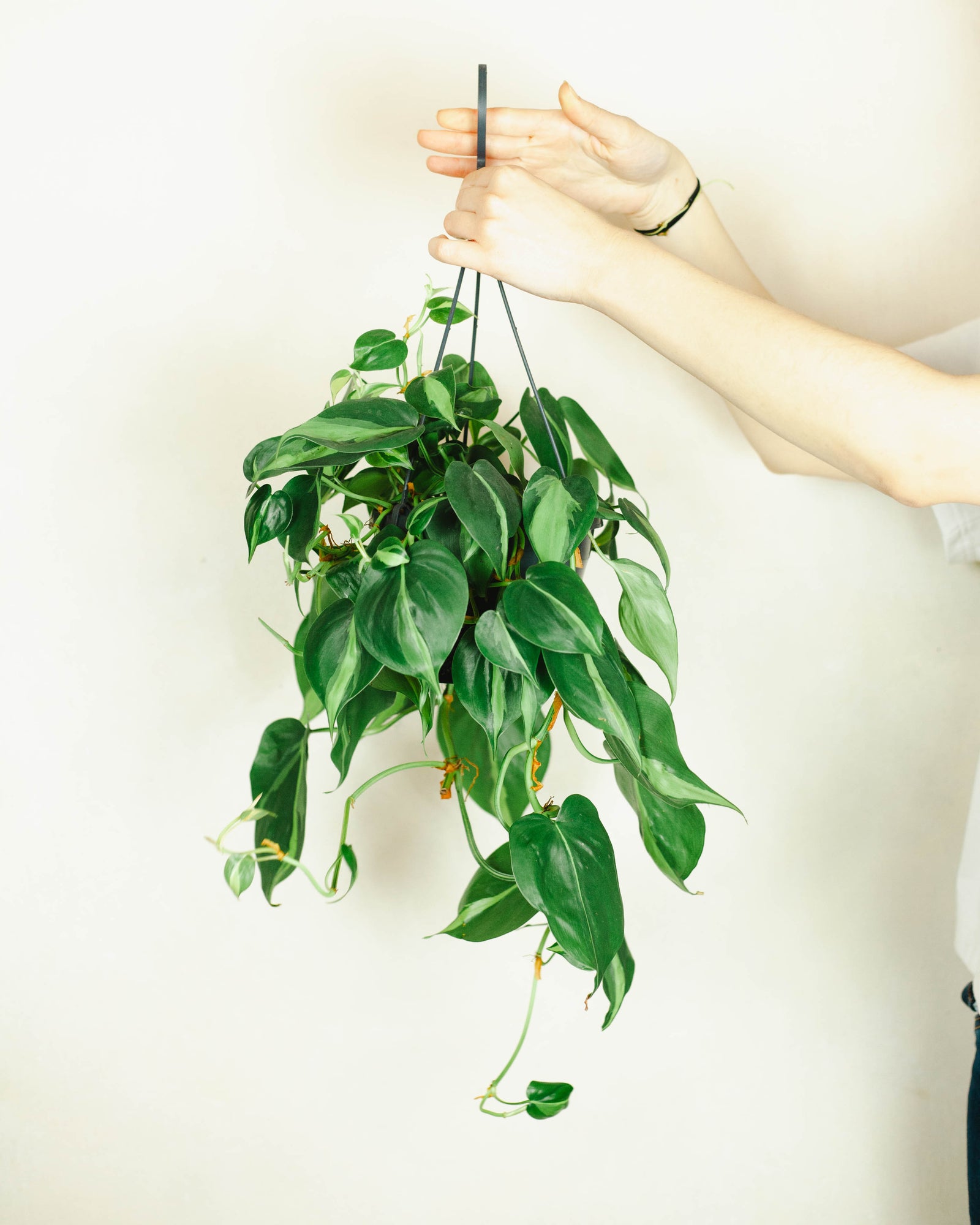 jaka ziemia do philodendron Filodendron (Philodendron brasil)