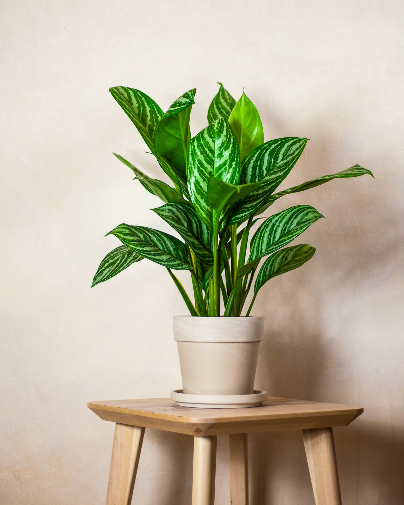 aglaonema leon Aglaonema Stripes – roślina doniczkowa z paskowanymi liśćmi – Plants For  Humans