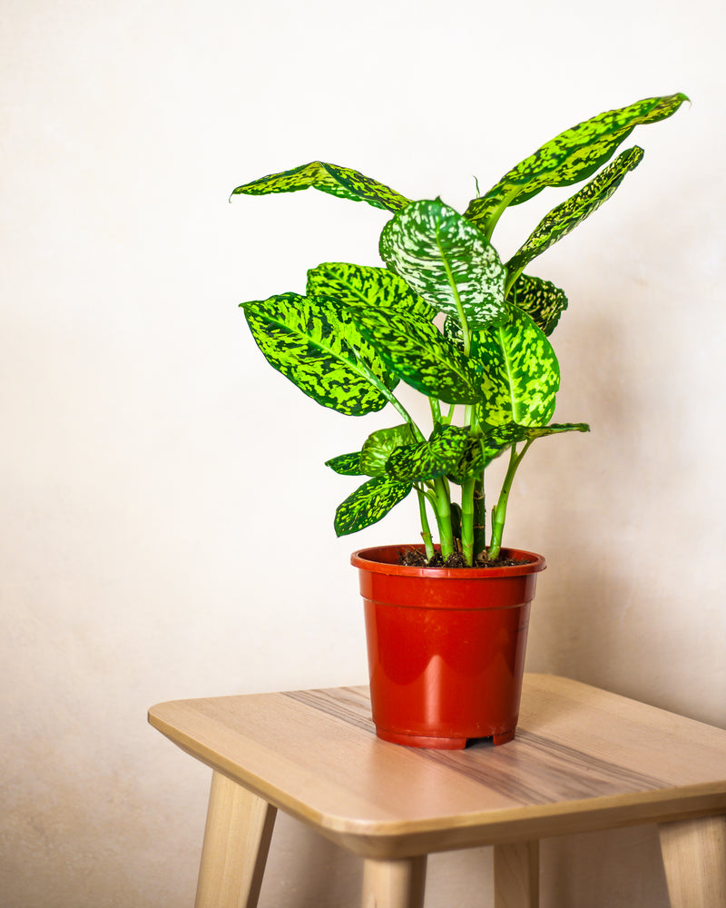 dieffenbachia kwiat Dieffenbachia 'Reflector'