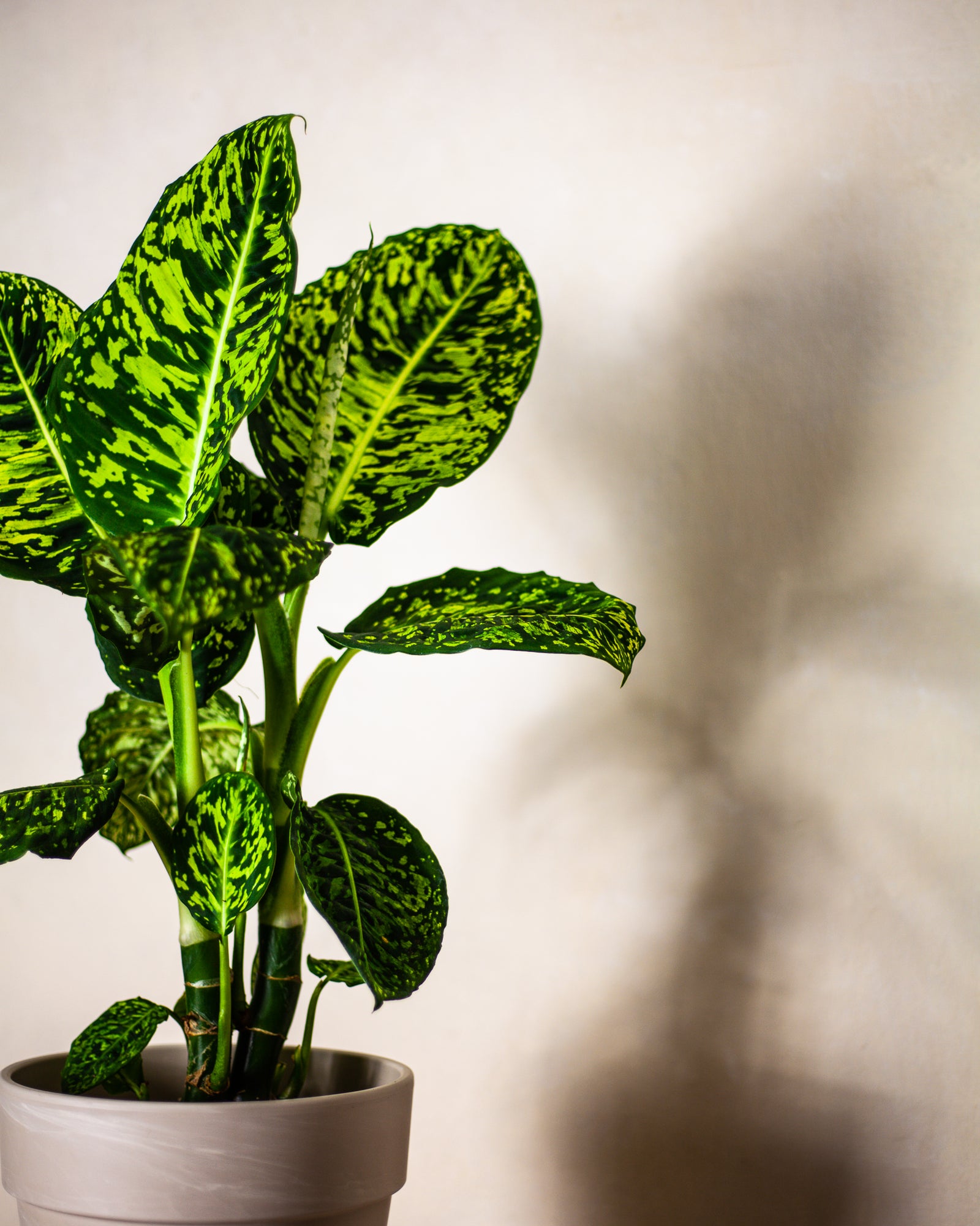 dieffenbachia kwiat Dieffenbachia 'Reflector'