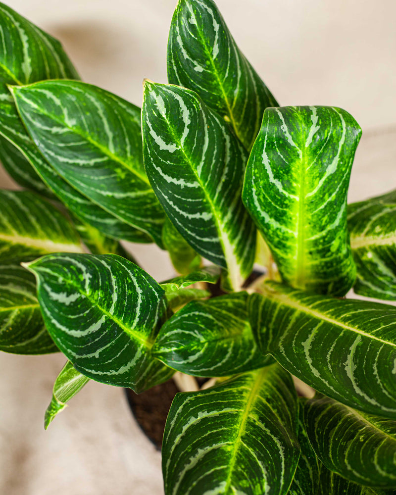 acheter aglaonema key lime 🌱 Aglaonema Key Lime – roślina z białymi łodygami – Plants For Humans