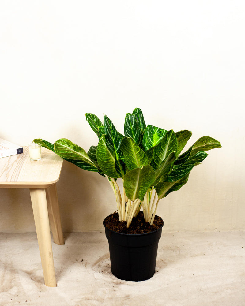 aglaonema keylime 🌱 Aglaonema Key Lime – roślina z białymi łodygami – Plants For Humans