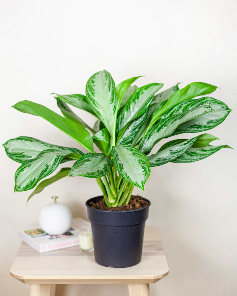 aglaonema kwiat Aglaonema Cleopatra – roślina doniczkowa do półcienia