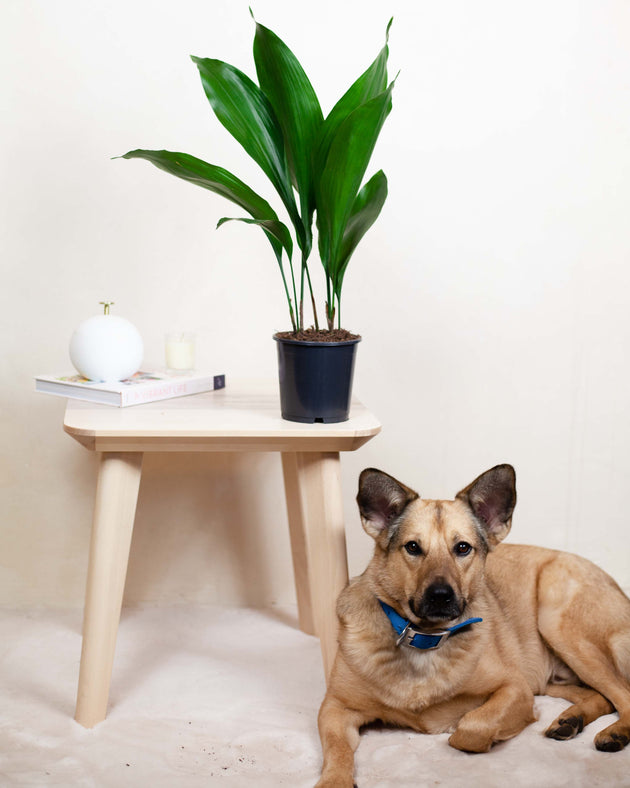 Aspidistra elatior we wnętrzu skandynawskim