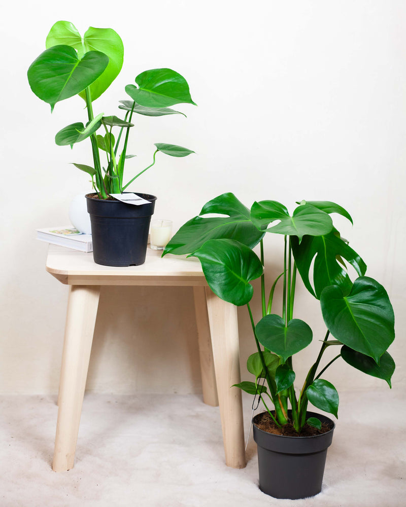 kwiat monstera Monstera deliciosa | Wiele rozmiarów