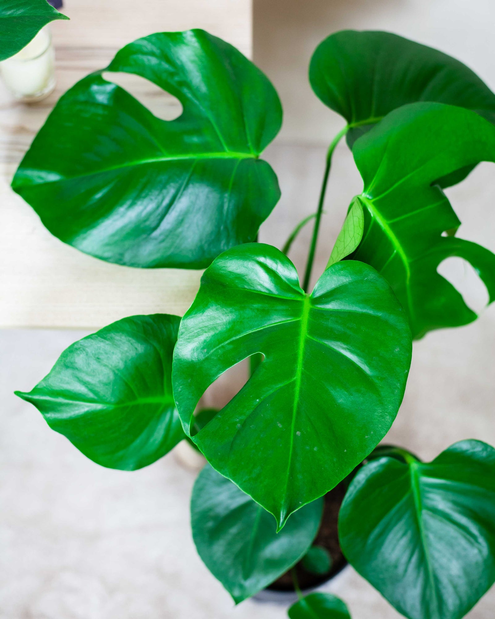 Monstera deliciosa | Wiele rozmiarów