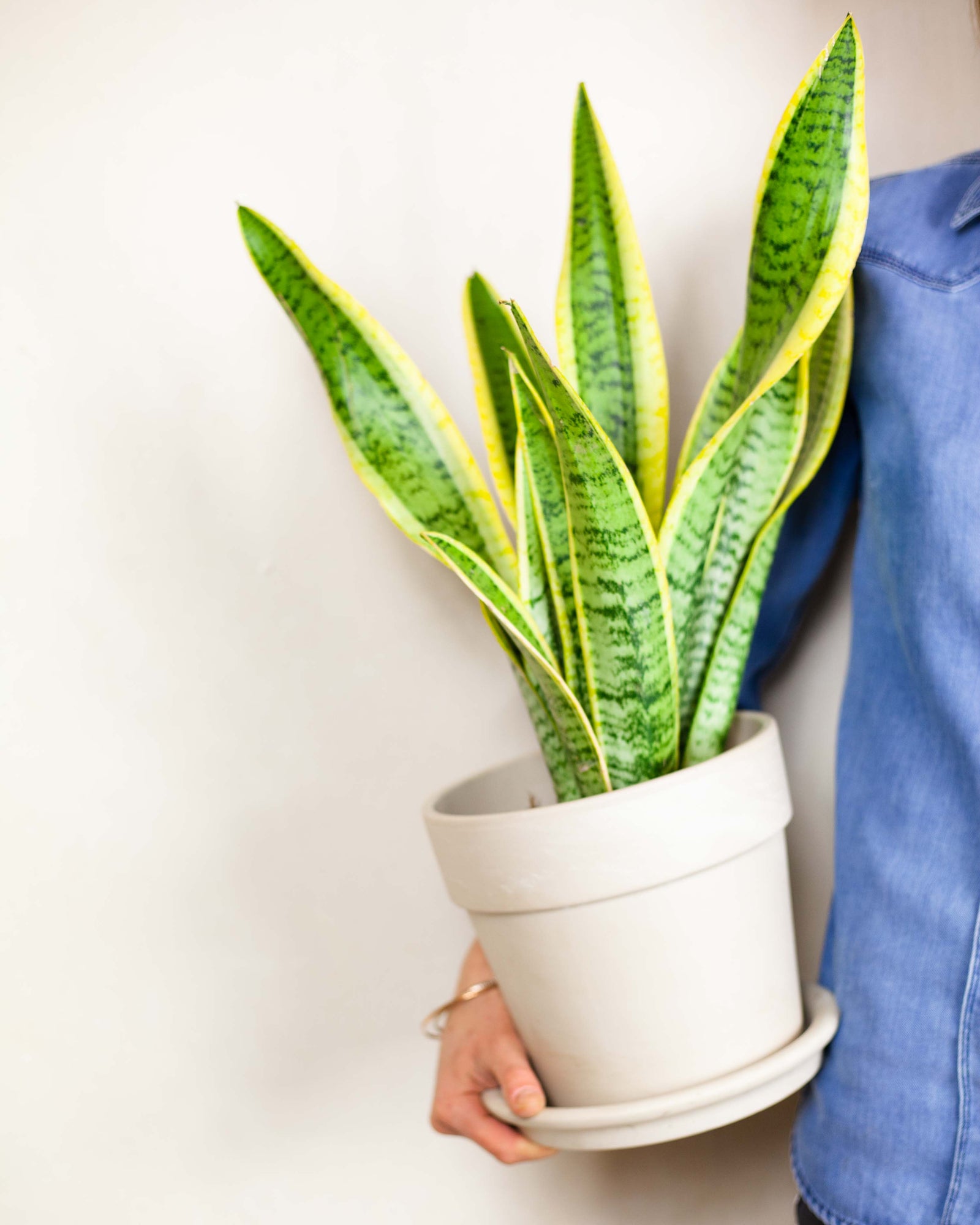 🌱 Wężownica (Sansevieria trifasciata 'Laurentii')