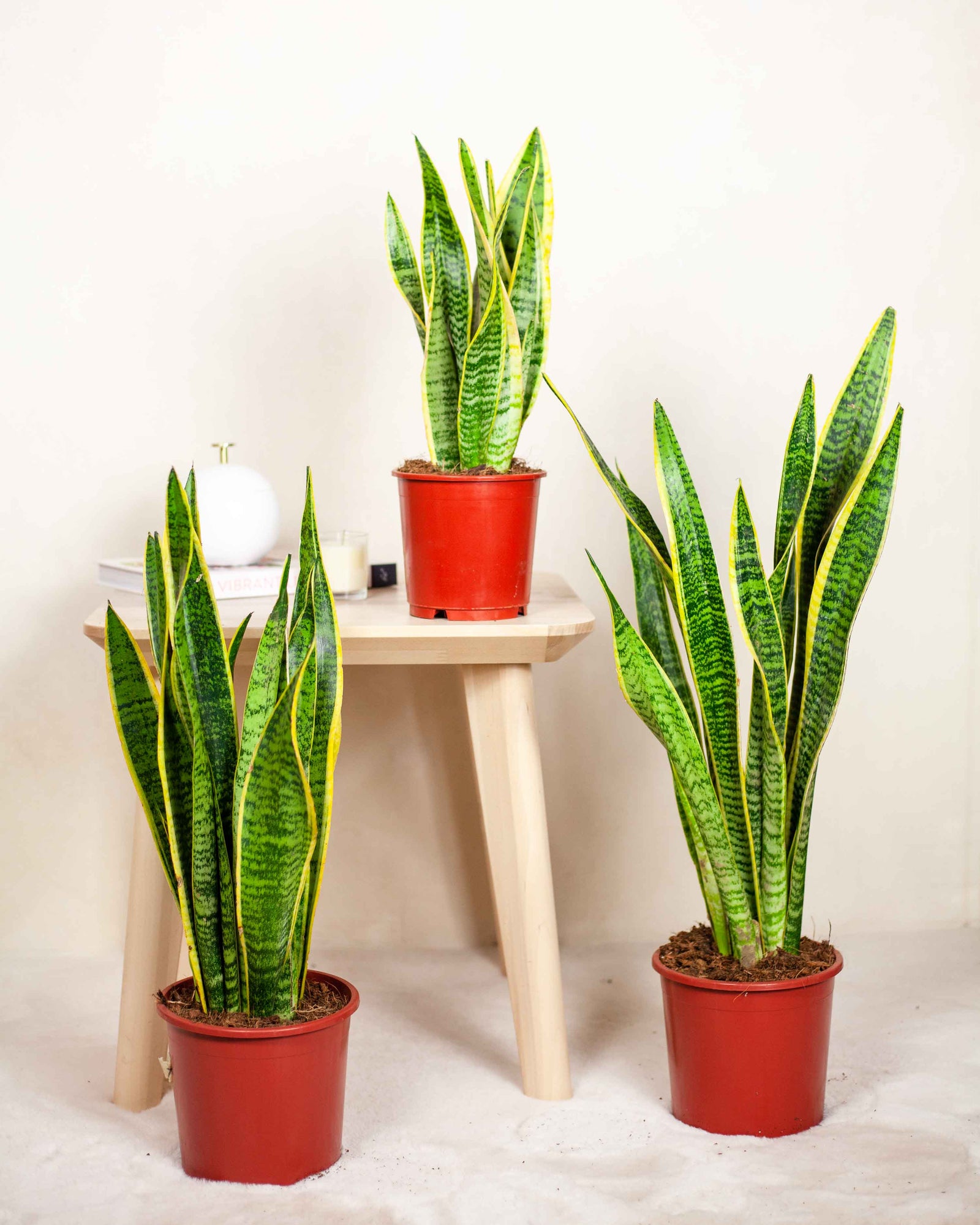 zamia bitkisi çiçeği Zamia Bitkisi Orta Boy dolgun + large Ahşap Ayaklı Beton Saksı 100-120 –  silis plant