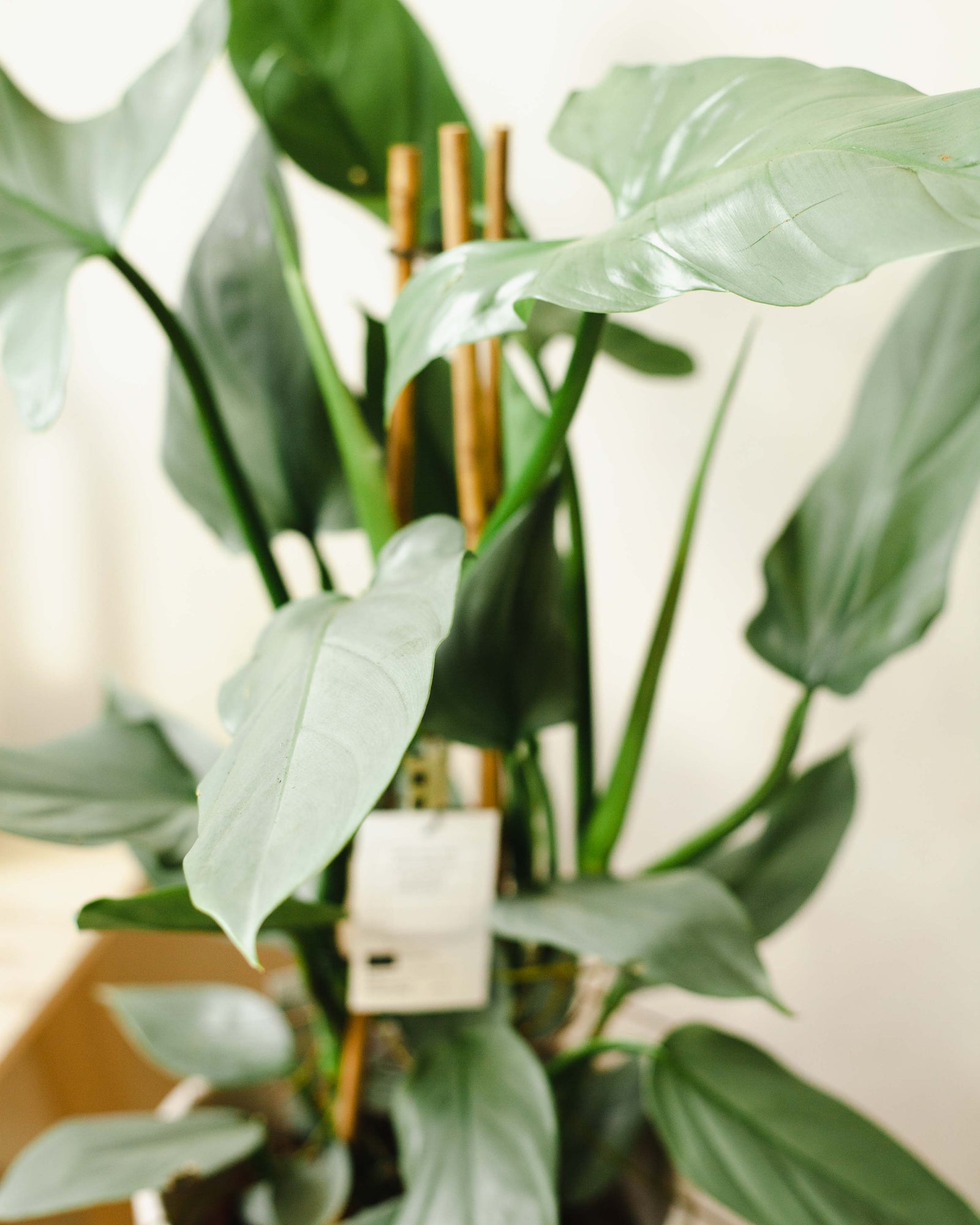 🌱 Filodendron (Philodendron hastatum 'Sliver queen')